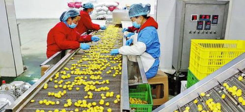 農(nóng)村創(chuàng)業(yè)新思路 三個(gè)投資小、前景好的小型加工廠項(xiàng)目